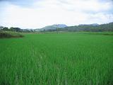 Filippine - Mindoro - 35